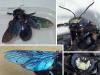 Xylocopa nasalis